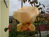 98ff6553-Picture 776.jpg